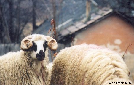Das Schaf